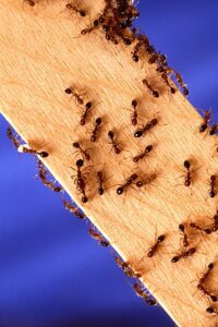 Hubení mravenců