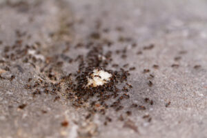  likvidace mravenců