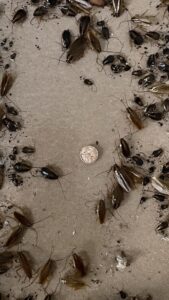 dezinsekce švábů